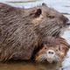 Image for article titled Is the Nutria, an Invasive Rodent Plaguing Wetlands, Cute or Not?